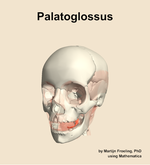 The palatoglossus muscle of the head - orientation 14