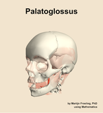 The palatoglossus muscle of the head - orientation 15