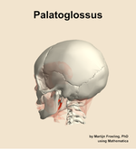 The palatoglossus muscle of the head - orientation 2