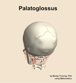 The palatoglossus muscle of the head - orientation 4