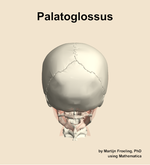 The palatoglossus muscle of the head - orientation 5