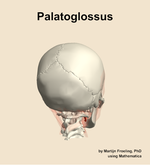 The palatoglossus muscle of the head - orientation 6