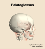 The palatoglossus muscle of the head - orientation 9