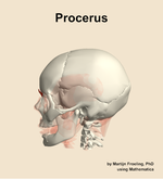 The procerus muscle of the head - orientation 1