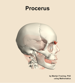 The procerus muscle of the head - orientation 10