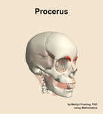 The procerus muscle of the head - orientation 11
