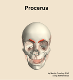 The procerus muscle of the head - orientation 13