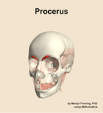 The procerus muscle of the head - orientation 14