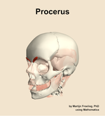 The procerus muscle of the head - orientation 15