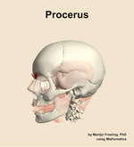 The procerus muscle of the head - orientation 16