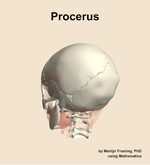 The procerus muscle of the head - orientation 3