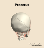 The procerus muscle of the head - orientation 6
