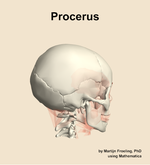 The procerus muscle of the head - orientation 8