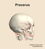 The procerus muscle of the head - orientation 9
