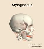 The styloglossus muscle of the head - orientation 10