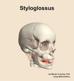 The styloglossus muscle of the head - orientation 11