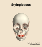 The styloglossus muscle of the head - orientation 13
