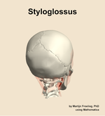 The styloglossus muscle of the head - orientation 6