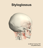 The styloglossus muscle of the head - orientation 8
