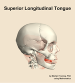 The superior longitudinal of the tongue muscle of the head - orientation 10