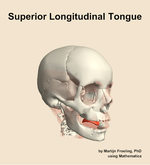 The superior longitudinal of the tongue muscle of the head - orientation 11