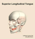 The superior longitudinal of the tongue muscle of the head - orientation 15