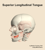 The superior longitudinal of the tongue muscle of the head - orientation 16