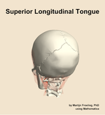 The superior longitudinal of the tongue muscle of the head - orientation 4