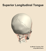 The superior longitudinal of the tongue muscle of the head - orientation 6