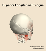 The superior longitudinal of the tongue muscle of the head - orientation 7