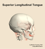 The superior longitudinal of the tongue muscle of the head - orientation 9