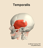 The temporalis muscle of the head - orientation 1