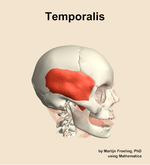 The temporalis muscle of the head - orientation 10