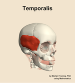 The temporalis muscle of the head - orientation 11