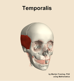 The temporalis muscle of the head - orientation 12