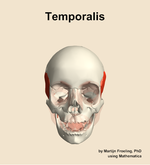 The temporalis muscle of the head - orientation 13