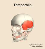 The temporalis muscle of the head - orientation 15