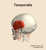 The temporalis muscle of the head - orientation 2