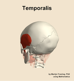 The temporalis muscle of the head - orientation 3