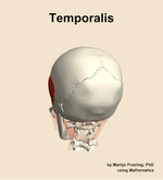 The temporalis muscle of the head - orientation 4