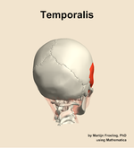 The temporalis muscle of the head - orientation 6