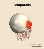 The temporalis muscle of the head - orientation 7