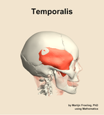 The temporalis muscle of the head - orientation 9