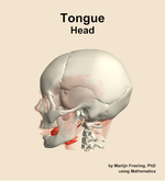 Muscles of the tongue compartment of the head - orientation 1