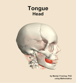Muscles of the tongue compartment of the head - orientation 10