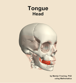 Muscles of the tongue compartment of the head - orientation 11