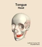 Muscles of the tongue compartment of the head - orientation 14