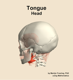 Muscles of the tongue compartment of the head - orientation 2