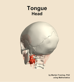 Muscles of the tongue compartment of the head - orientation 3