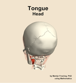 Muscles of the tongue compartment of the head - orientation 4